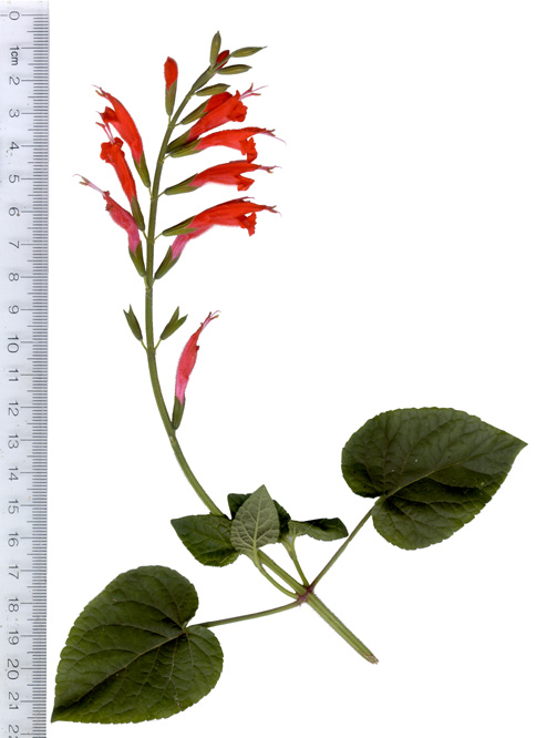 Salvia species section Biflorae