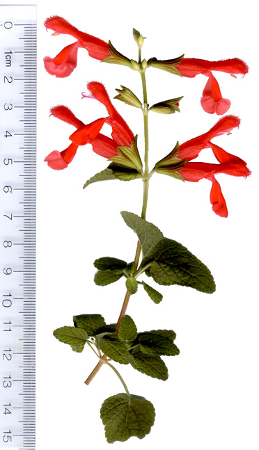 Salvia dichlamys>