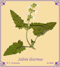 Salvia disermas