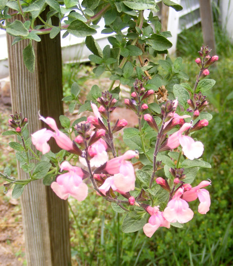 Salvia greggii Senorita Leah