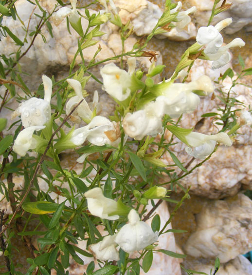 Salvia greggii Texas Wedding