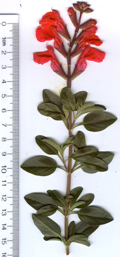 Salvia greggii x blepharophylla Cherry Queen