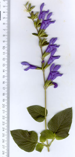 Salvia guaranitica Blue Ensign