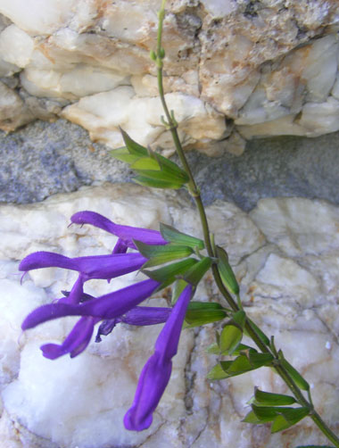 Salvia guaranitica x Betsy's Purple