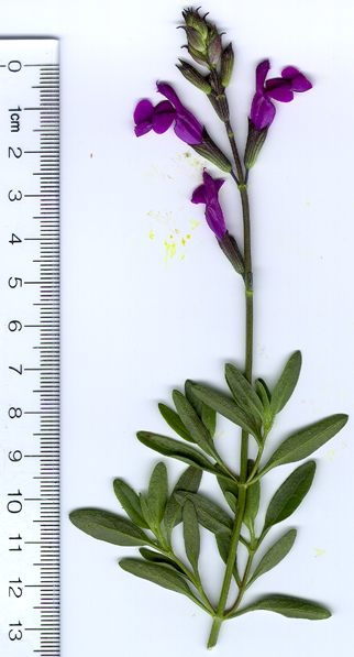 Salvia lycioides x greggii Los Lirios