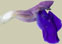 Salvia species Michoacan blue (S. moicinoi?)