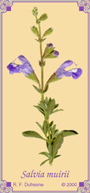 Salvia muirii