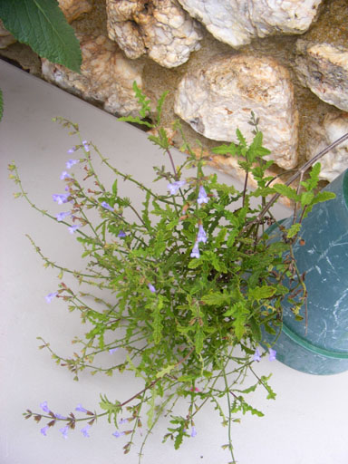Salvia namaensis x repens Savana Blue