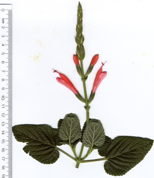 Salvia tubiflora