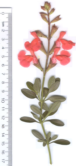 Salvia x jamensis Devanteville