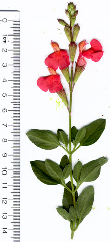 Salvia x jamensis Pat Vlasto