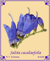 Salvia cacaliaefolia